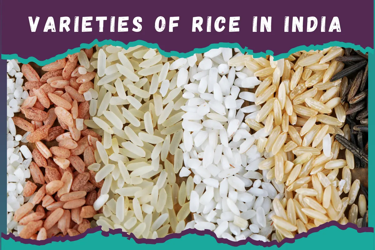 Varieties of Rice Export From India