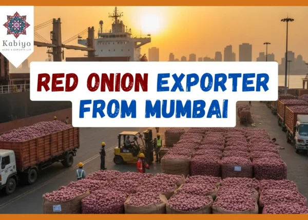 Red Onion Exporter from Mumbai